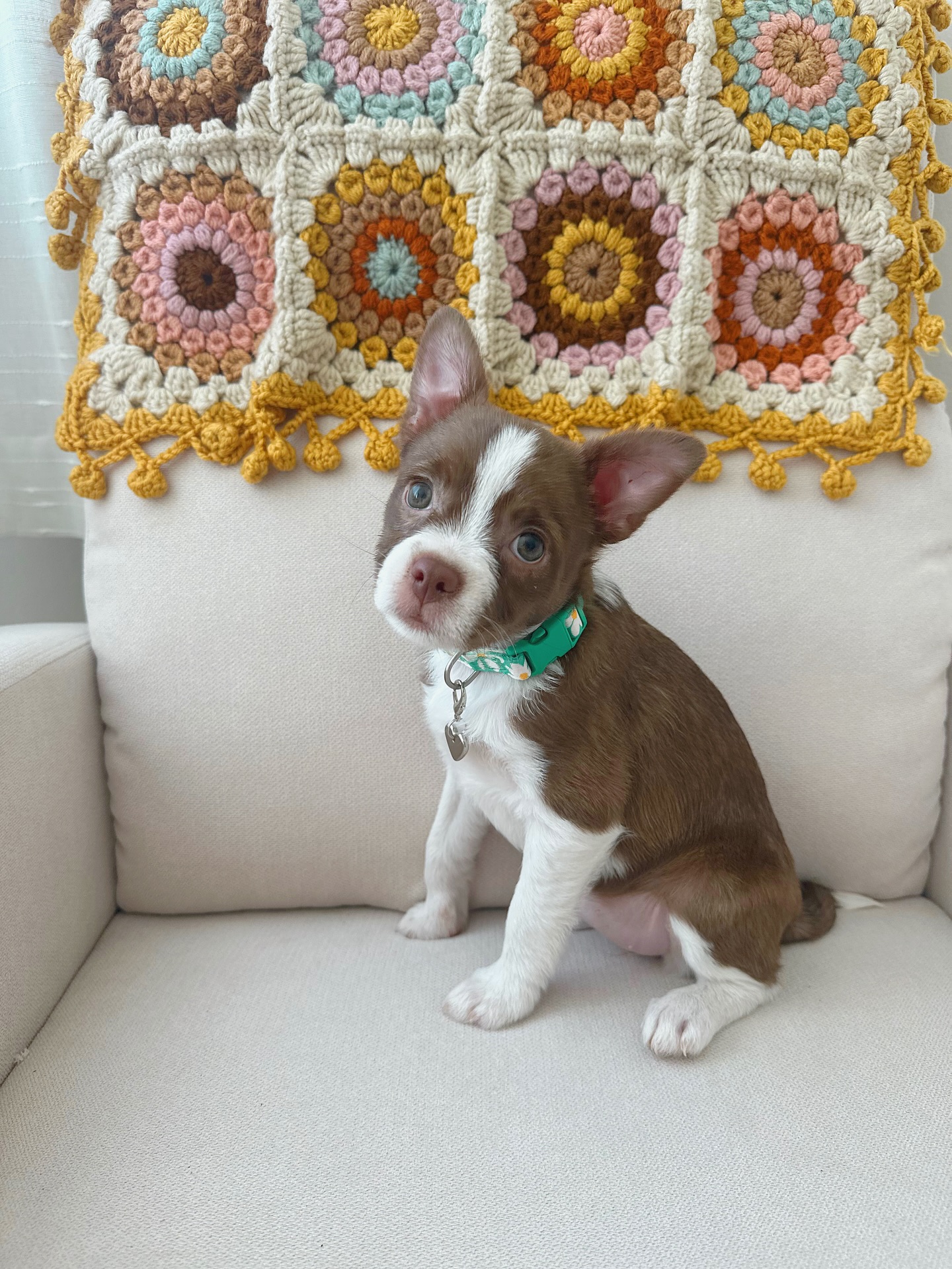 Introducing… Josie Hazelnut 🌼 